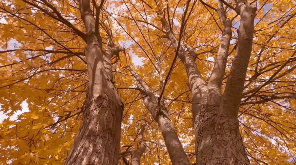 Forfædrenes livskraft